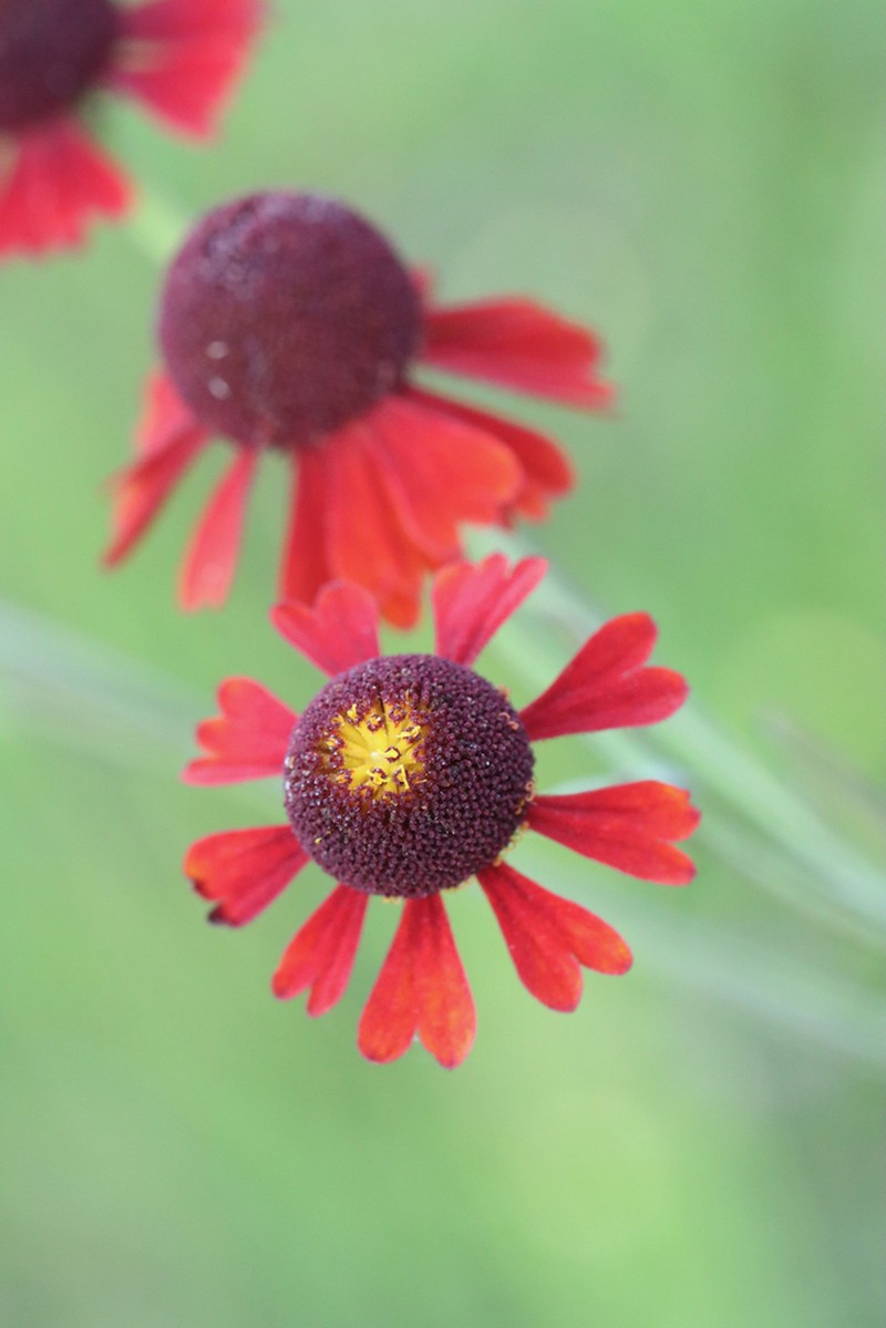 Purplehead Sneezeweed photo 8