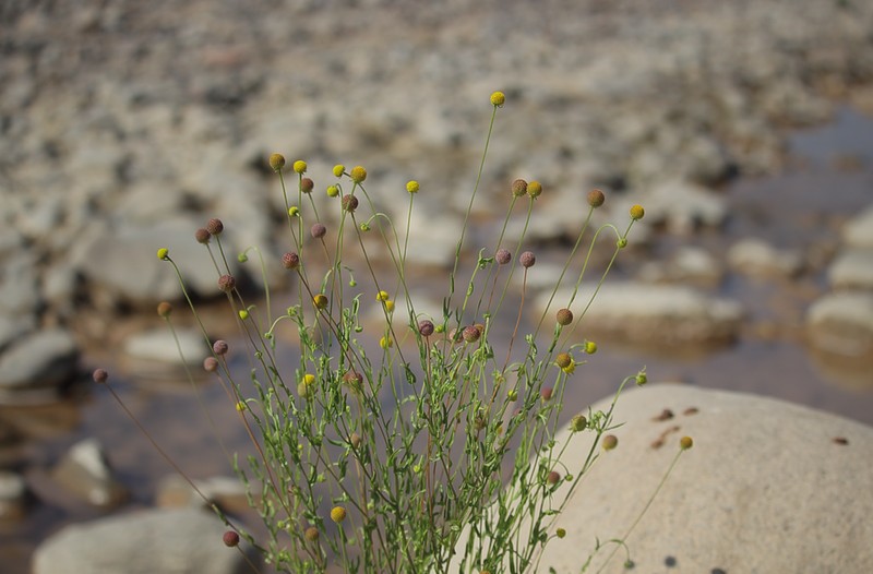 Helenium glaucum