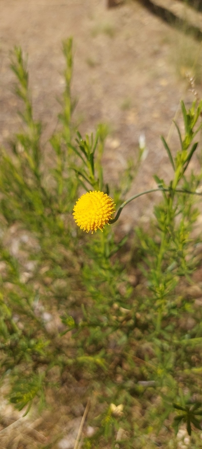 Helenium glaucum photo 2