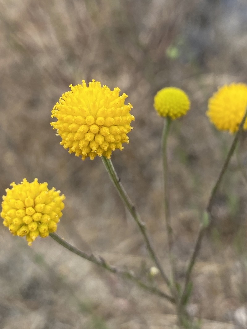 Helenium glaucum photo 3
