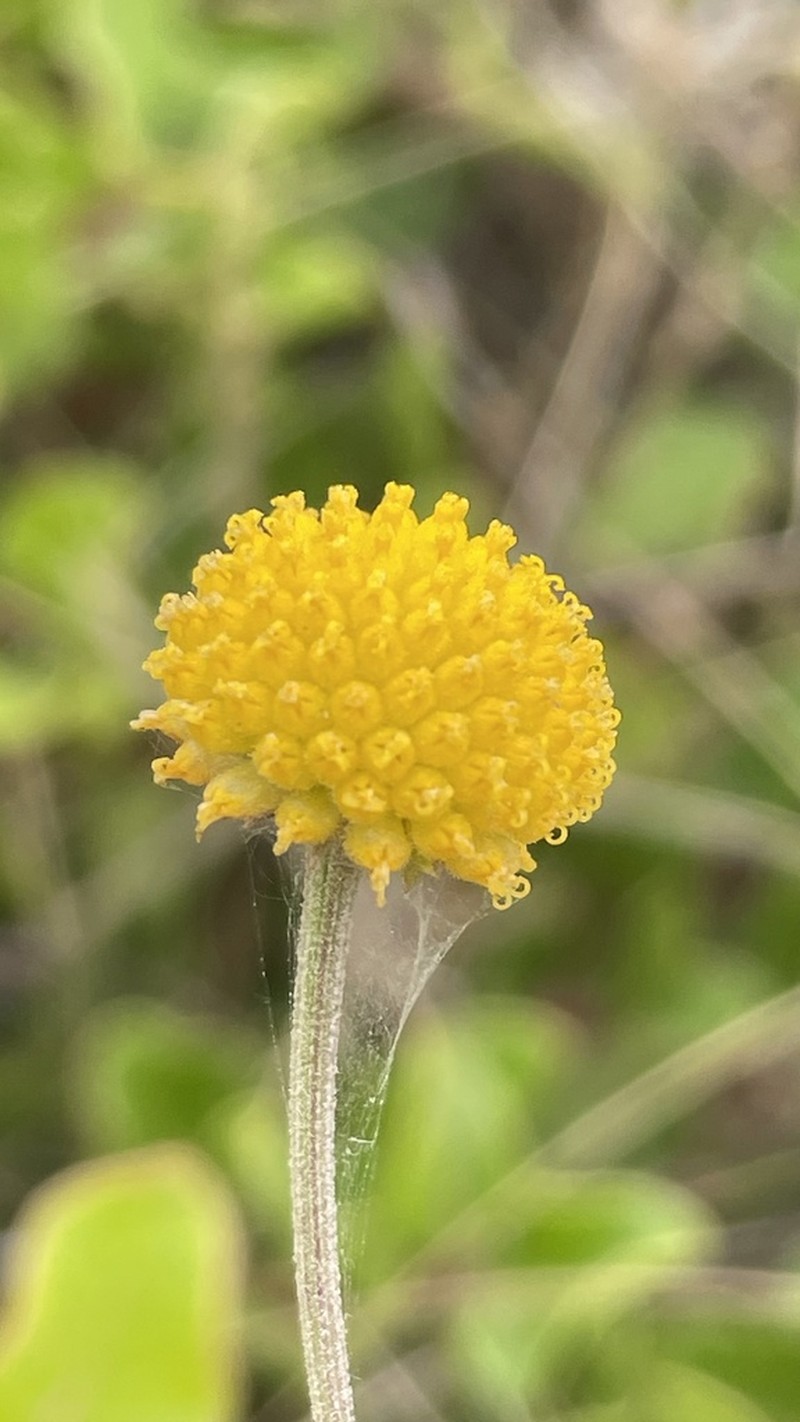 Helenium glaucum photo 4