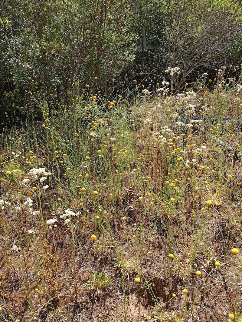 Helenium glaucum photo 6