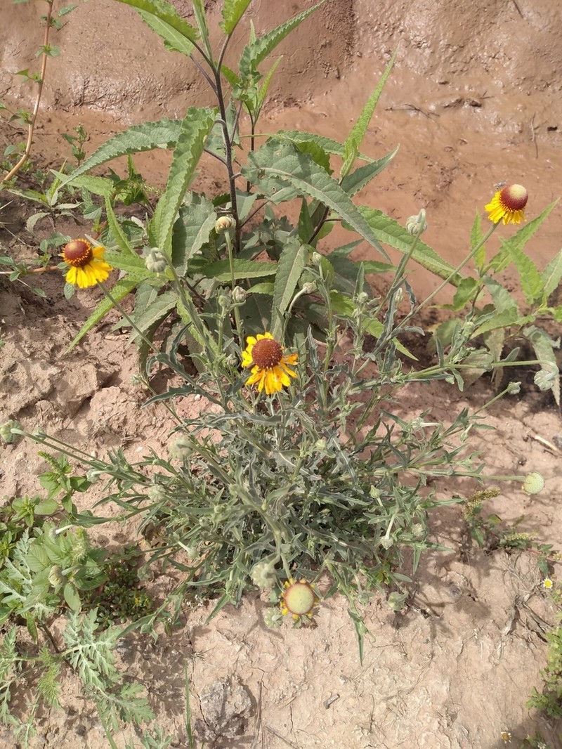 Helenium laciniatum
