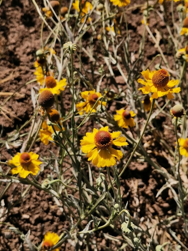 Helenium laciniatum photo 2