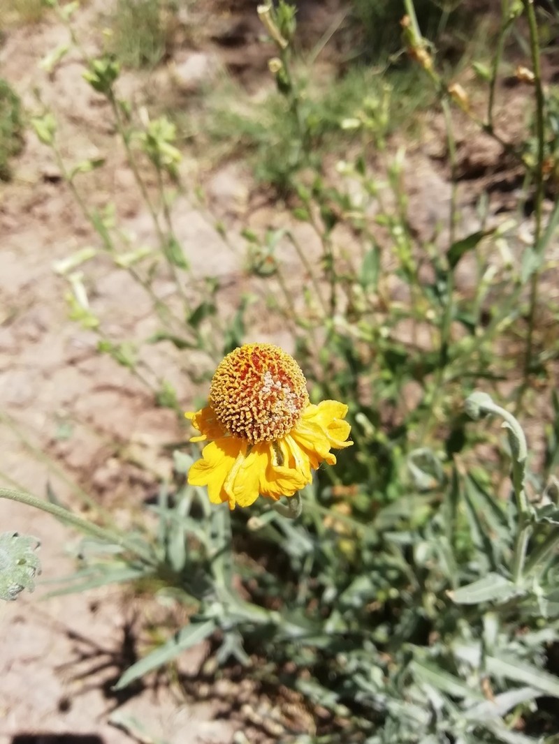 Helenium laciniatum photo 3
