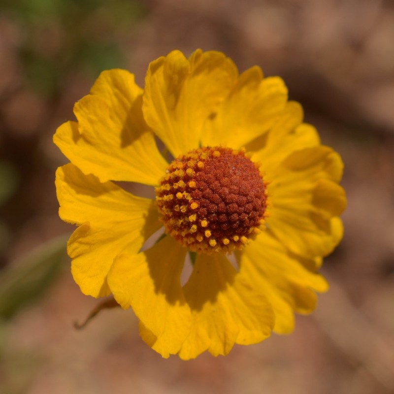 Helenium laciniatum photo 4