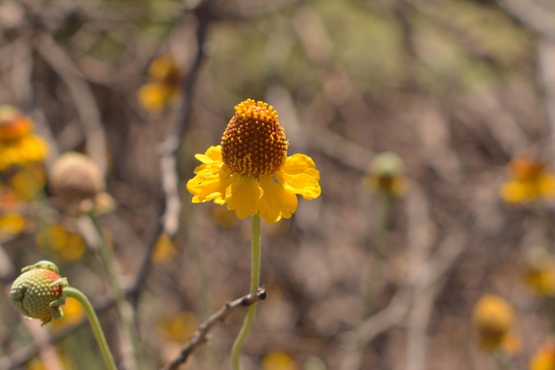 Helenium laciniatum photo 5