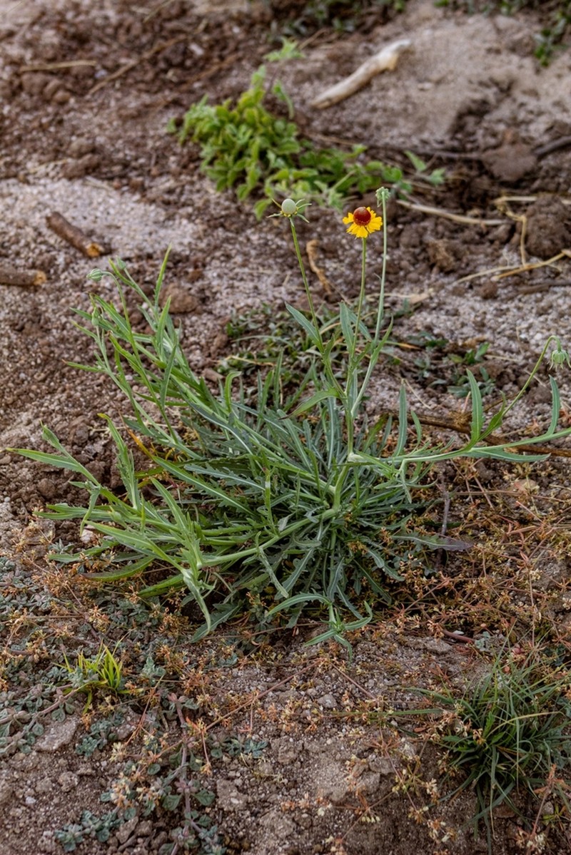 Helenium laciniatum photo 6