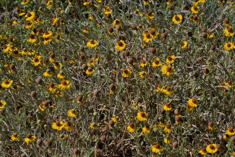 Helenium laciniatum photo 7