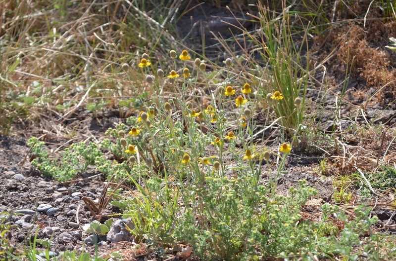 Helenium laciniatum photo 8