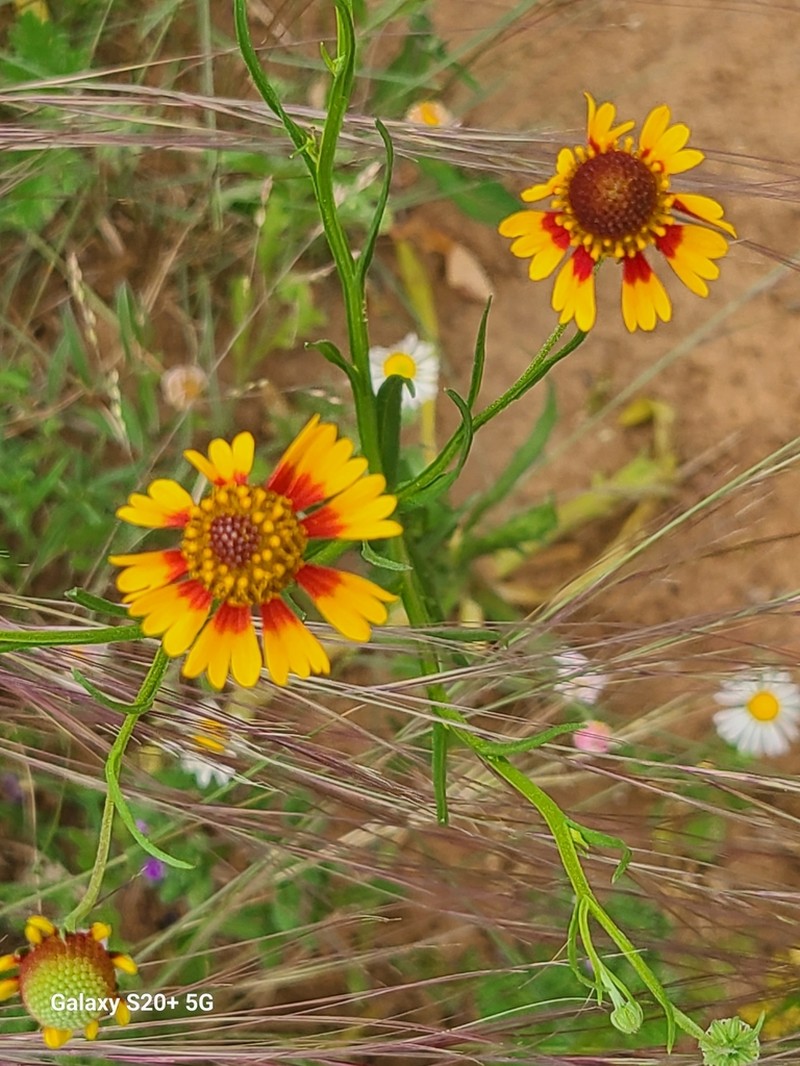 Slimleaf Sneezeweed