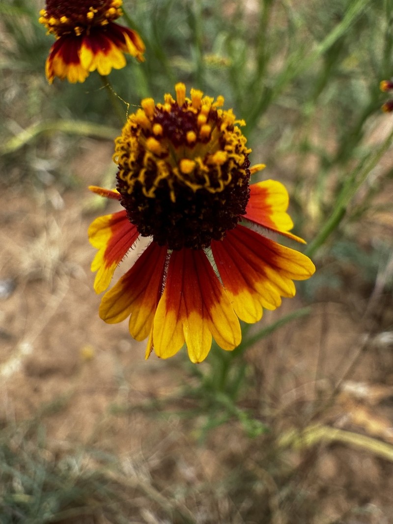 Slimleaf Sneezeweed photo 3