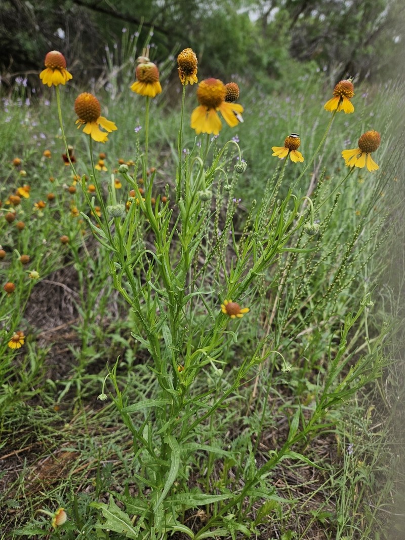 Slimleaf Sneezeweed photo 4