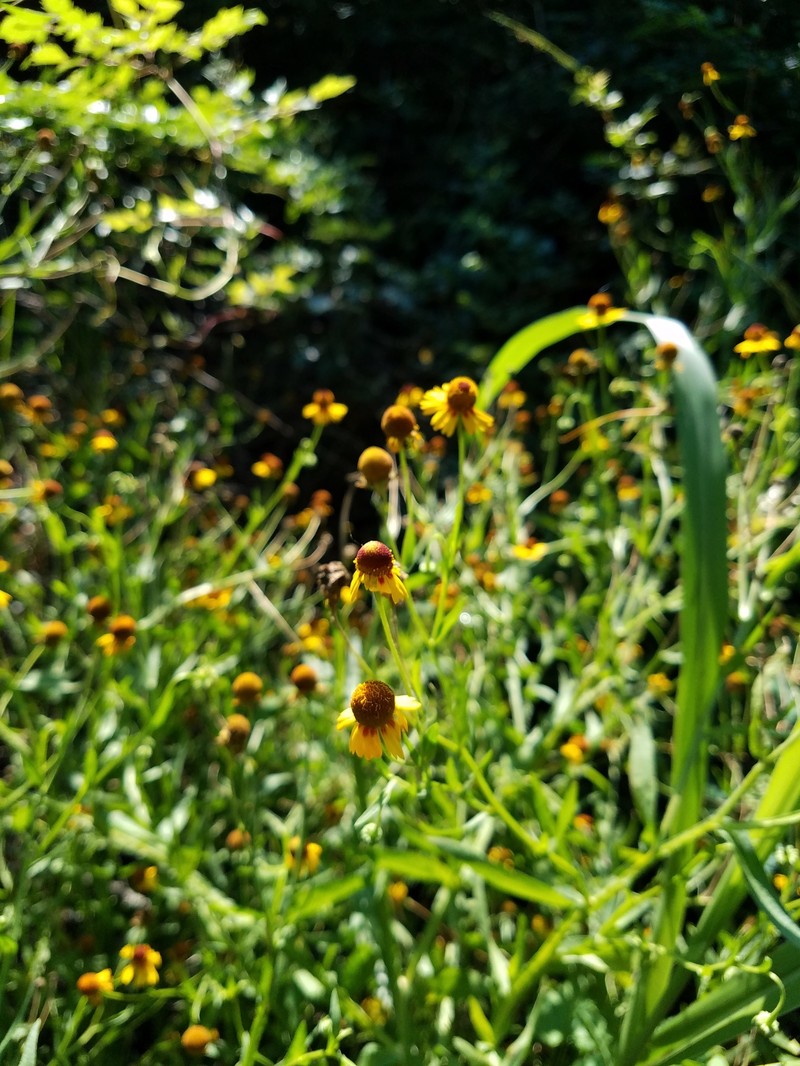 Slimleaf Sneezeweed photo 6