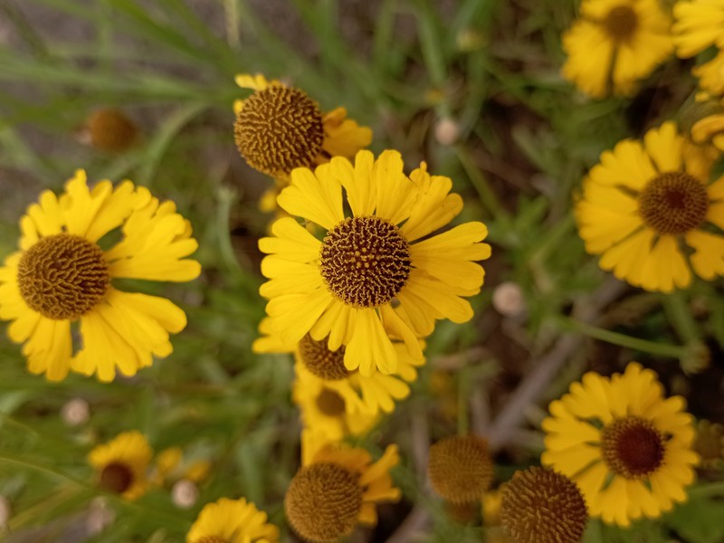 Helenium mexicanum