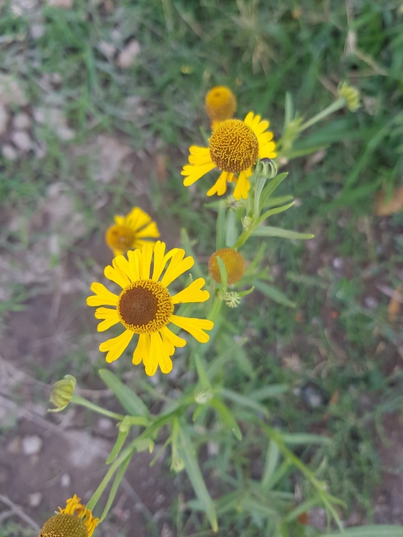 Helenium mexicanum photo 2