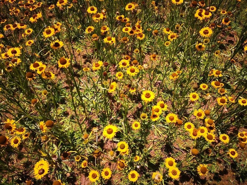 Helenium mexicanum photo 3