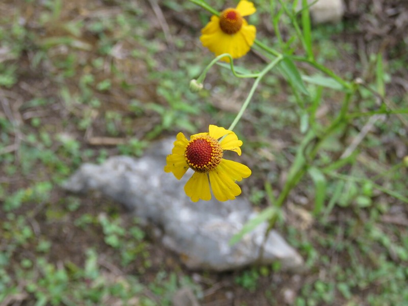 Helenium mexicanum photo 4