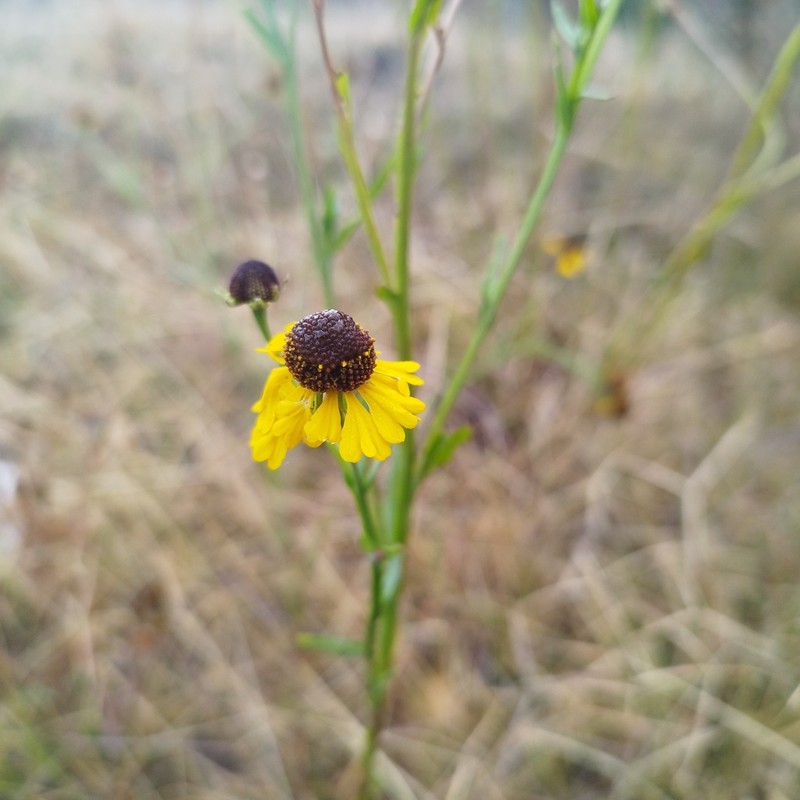 Helenium mexicanum photo 5