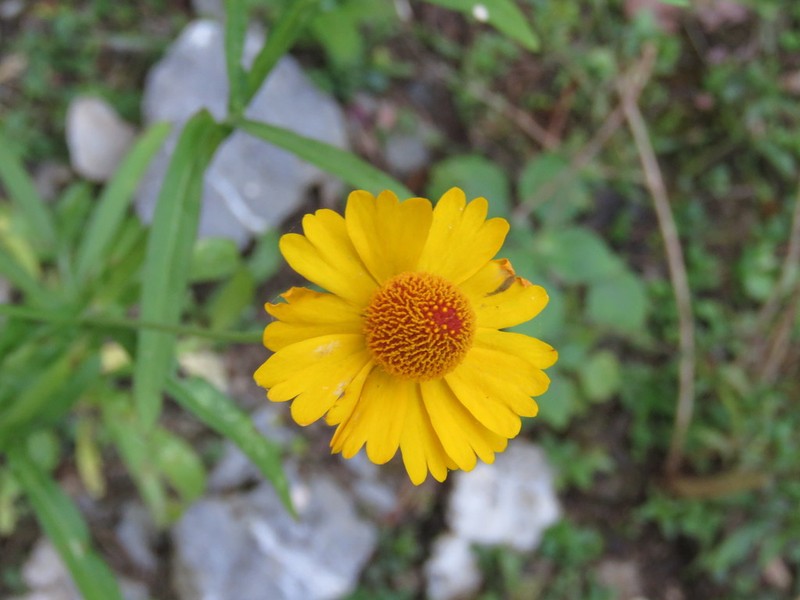 Helenium mexicanum photo 6