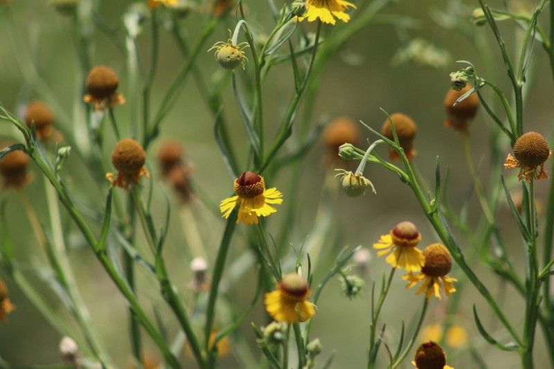 Helenium mexicanum photo 7