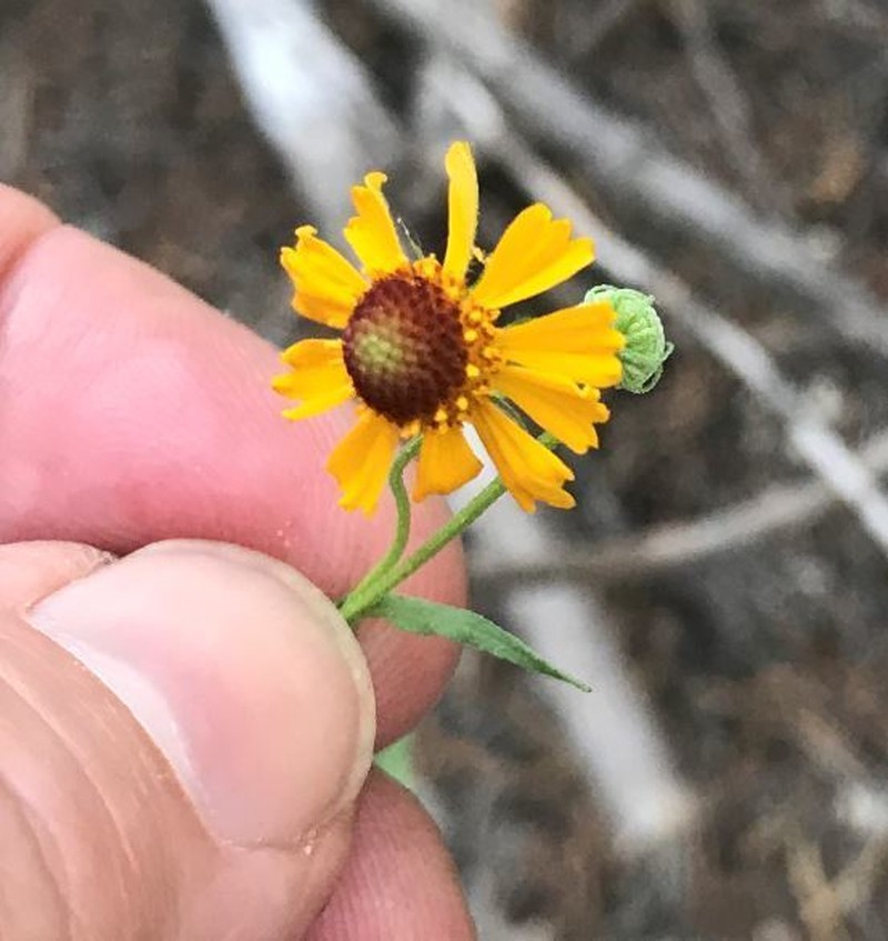 Smallhead Sneezeweed