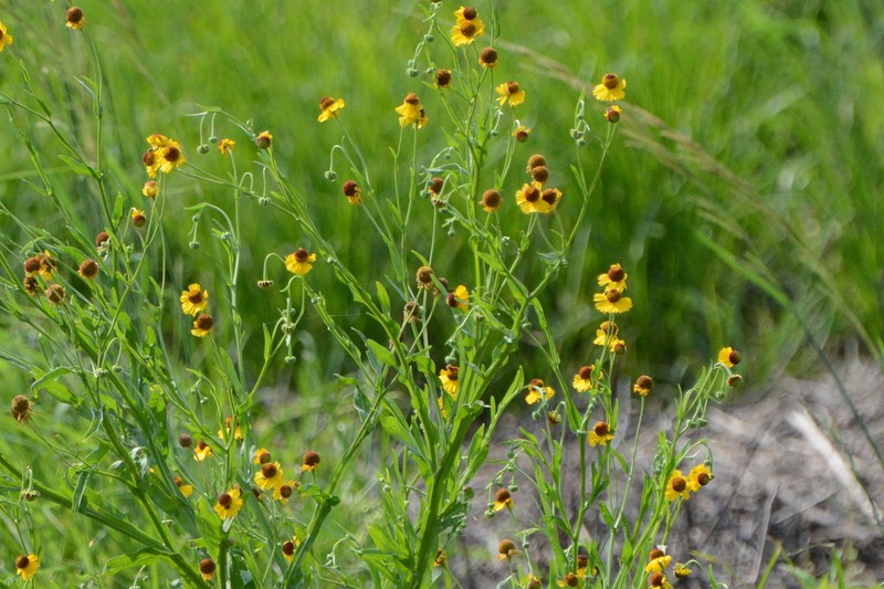Smallhead Sneezeweed photo 2