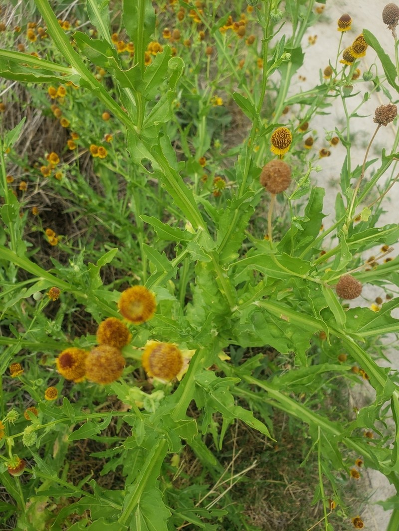 Smallhead Sneezeweed photo 3
