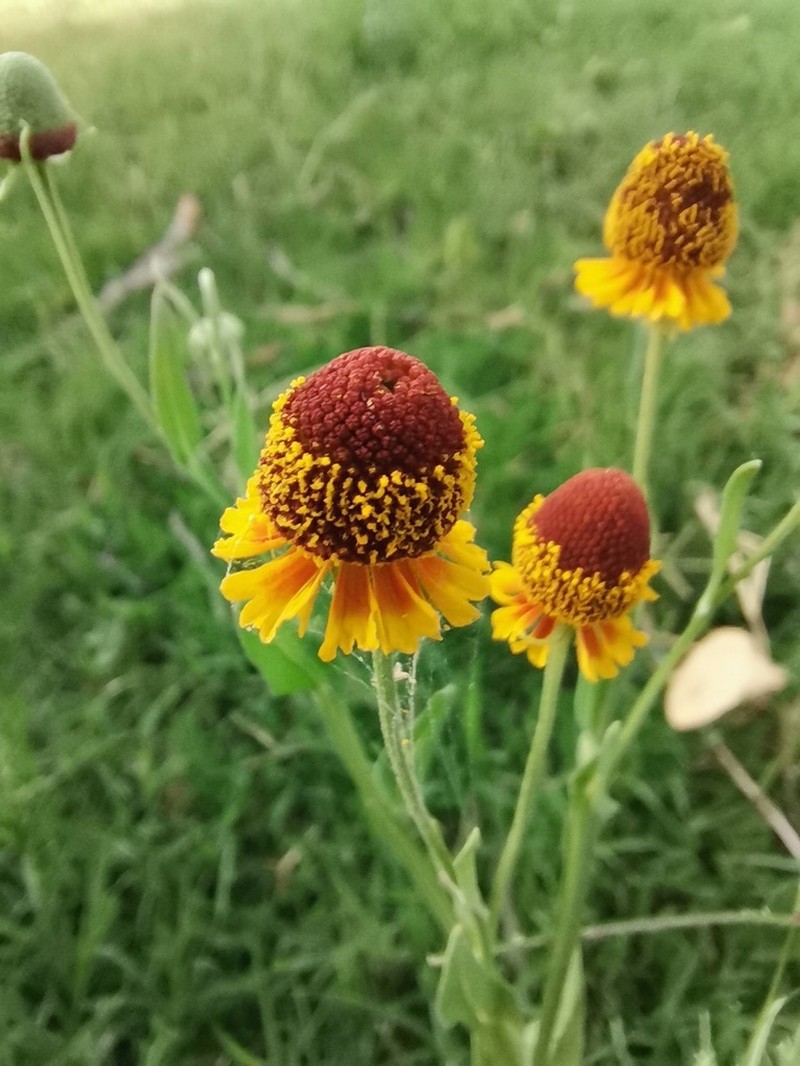 Smallhead Sneezeweed photo 5