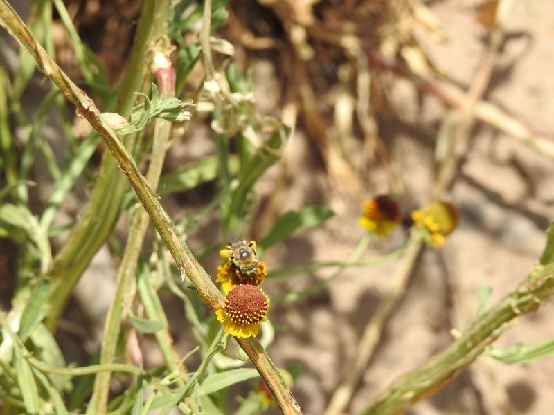 Smallhead Sneezeweed photo 6