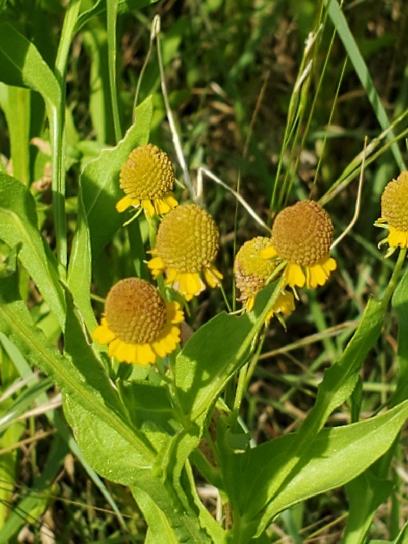 Smallhead Sneezeweed photo 7