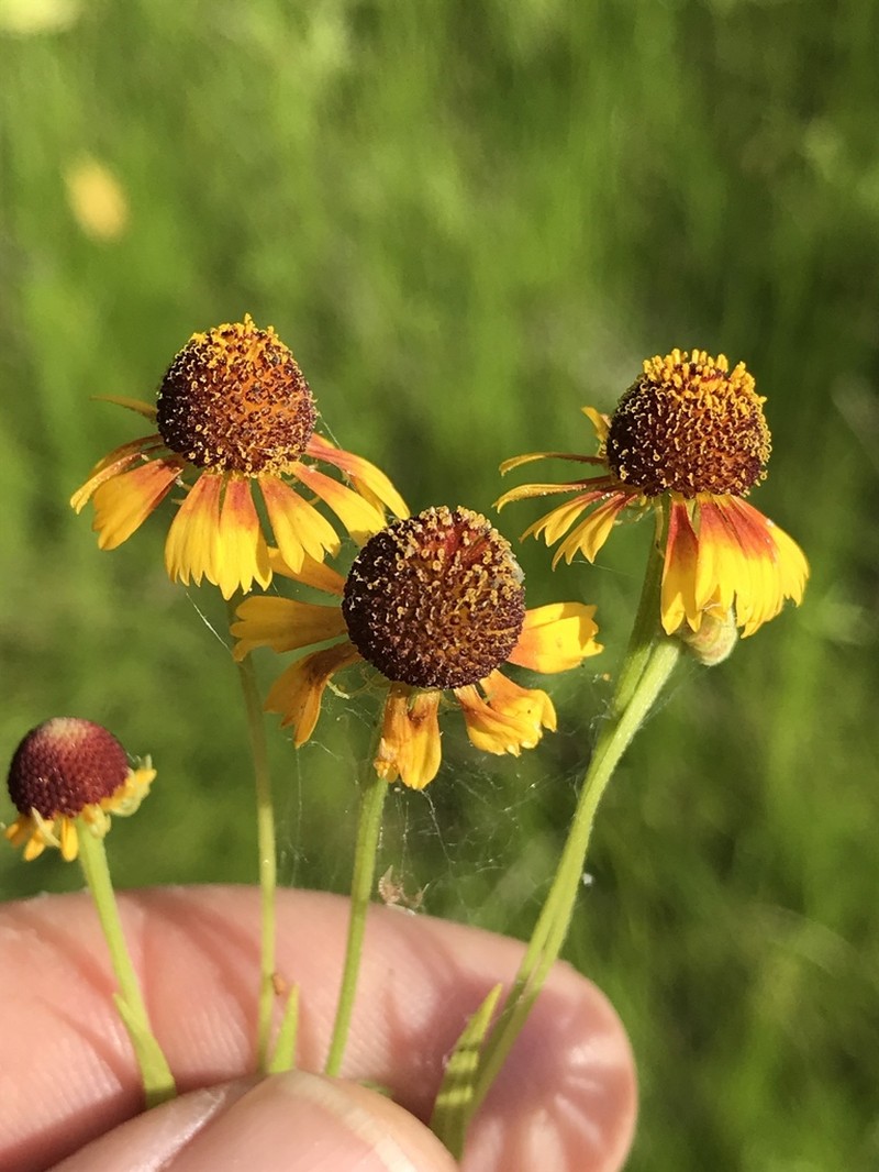 Smallhead Sneezeweed photo 8