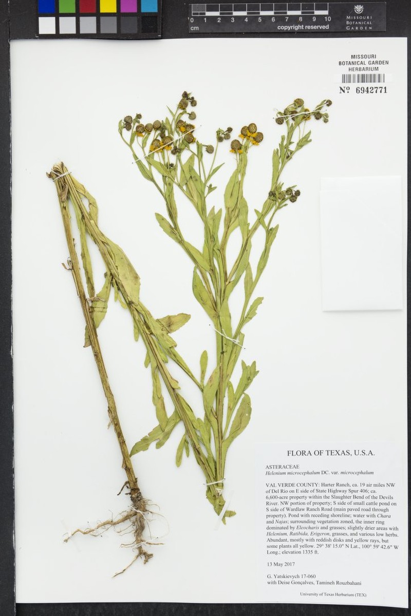 Helenium microcephalum var. microcephalum