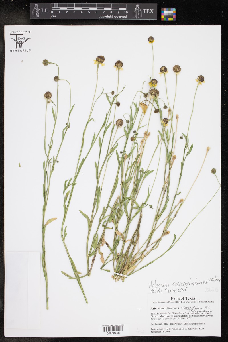 Helenium microcephalum var. ooclinium photo 3