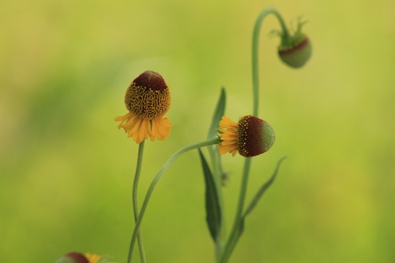Helenium microcephalum var. ooclinium