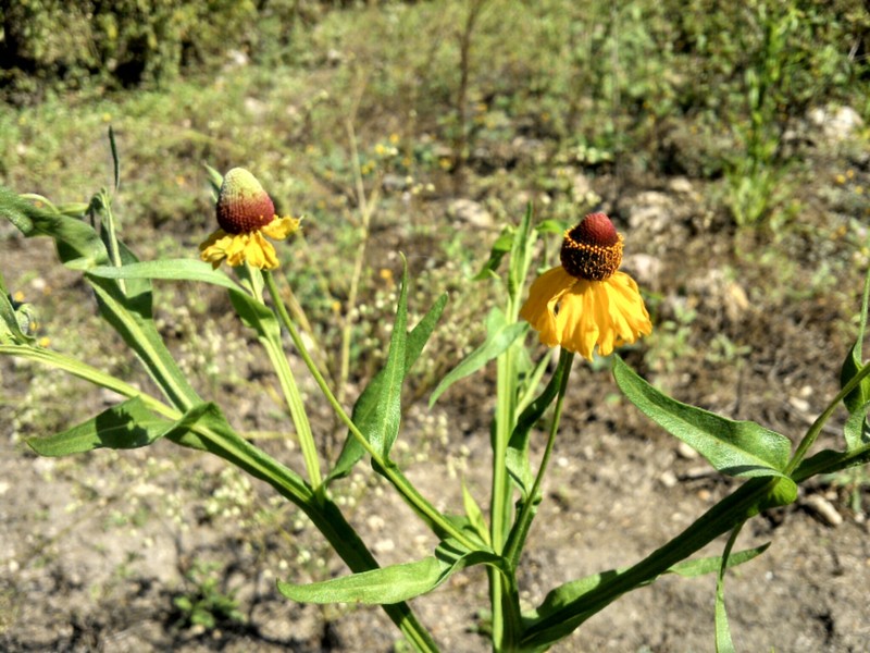 Helenium microcephalum var. ooclinium photo 2