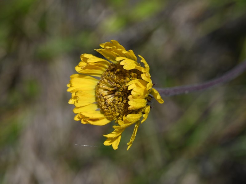 Southeastern Sneezeweed photo 4