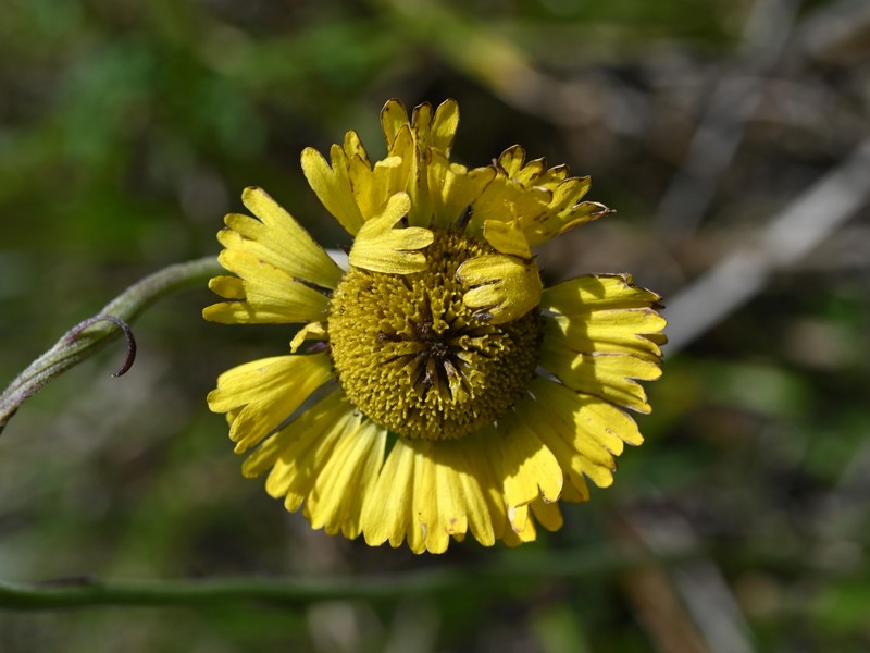 Southeastern Sneezeweed photo 2