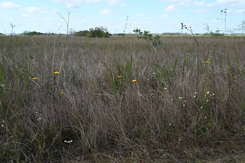 Southeastern Sneezeweed photo 3