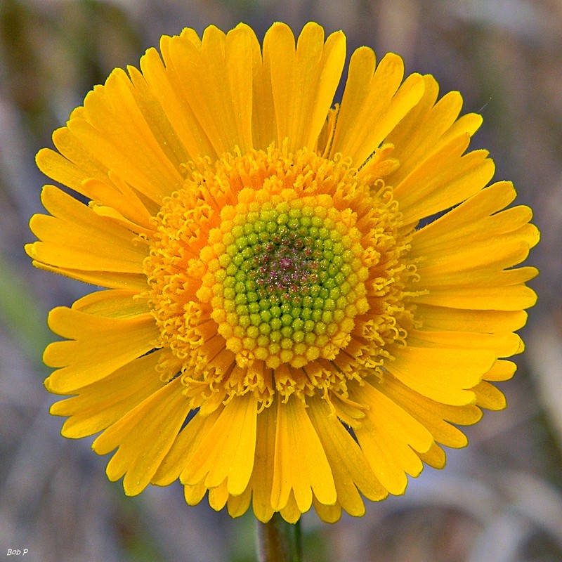Southeastern Sneezeweed