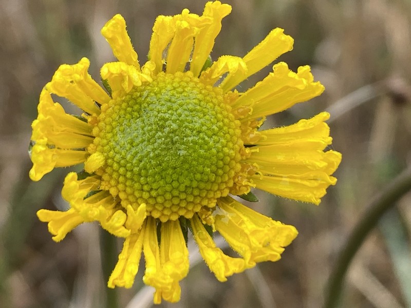 Southeastern Sneezeweed