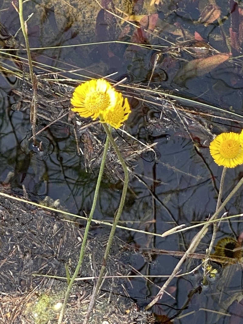 Southeastern Sneezeweed photo 2