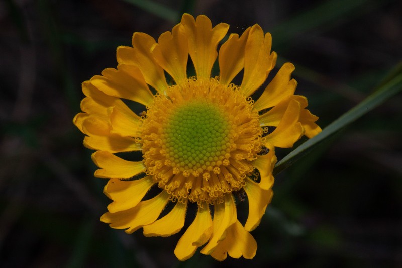 Southeastern Sneezeweed photo 3