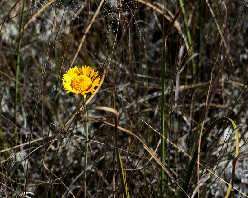 Southeastern Sneezeweed photo 4