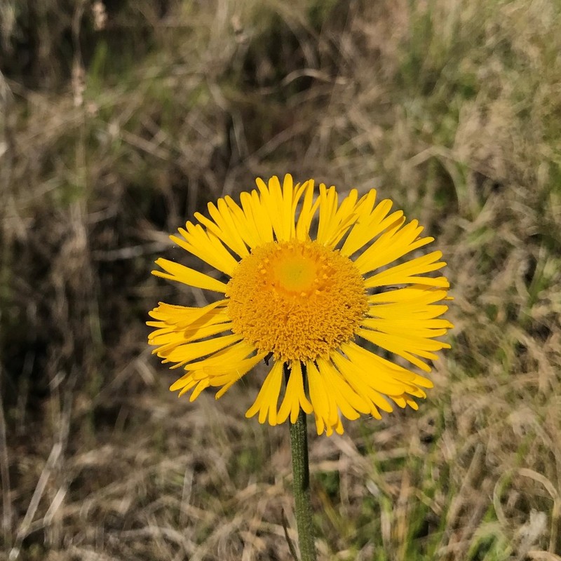 Southeastern Sneezeweed photo 5