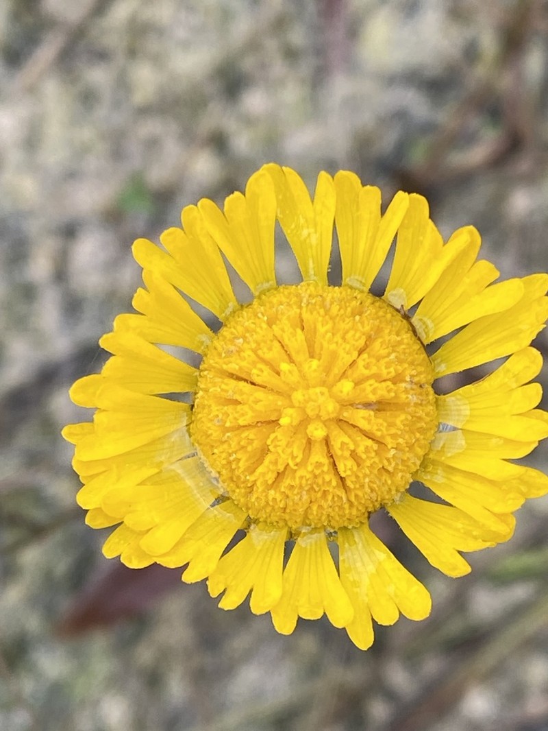 Southeastern Sneezeweed photo 6