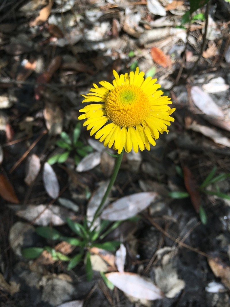 Southeastern Sneezeweed photo 7