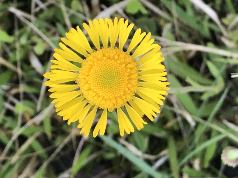 Southeastern Sneezeweed photo 8