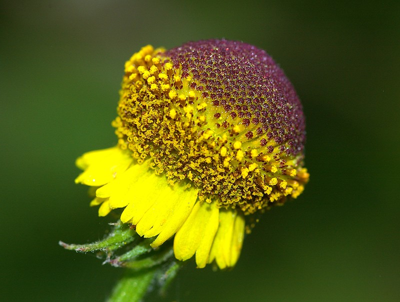 Rosilla photo 2
