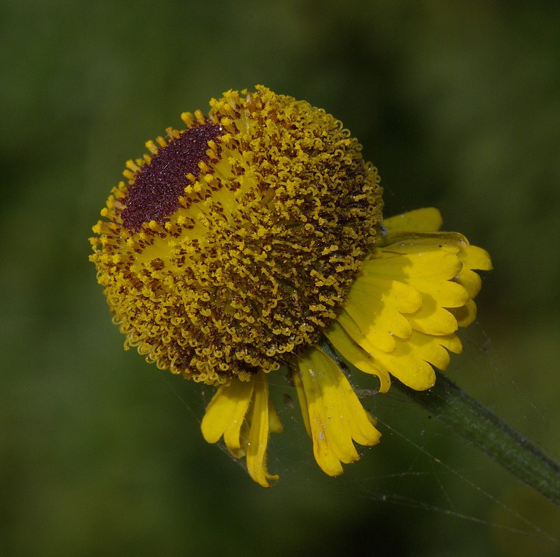 Rosilla photo 3